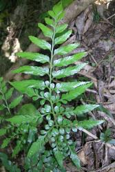 Asplenium lyallii. Mature lamina with proximal primary pinnae bearing up to 5 pairs of secondary pinnae. 
 Image: L.R. Perrie © Leon Perrie CC BY-NC 3.0 NZ